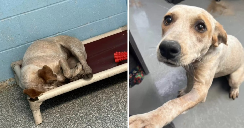 Heartbroken Shelter Dog Shuts Down When Her Best Friend Gets Adopted Without Her