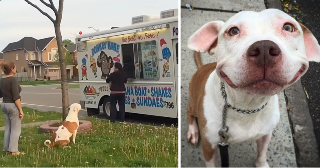 Pit Bull Is Patiently Waiting In Line To Purchase Ice Cream